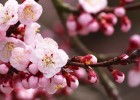 试管婴儿是否应该接种第三针疫苗，专业解读与建议
