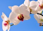 试管婴儿治疗流程，从入院到出院需要多少天？