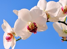 重生，母爱的奇迹——关于妈妈生试管婴儿的电影名称及其故事解析